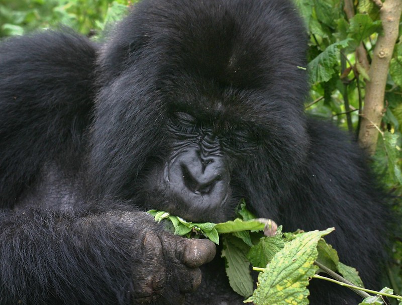 Gorilla trekking tours for NGO Workers- Bwindi gorilla tours.