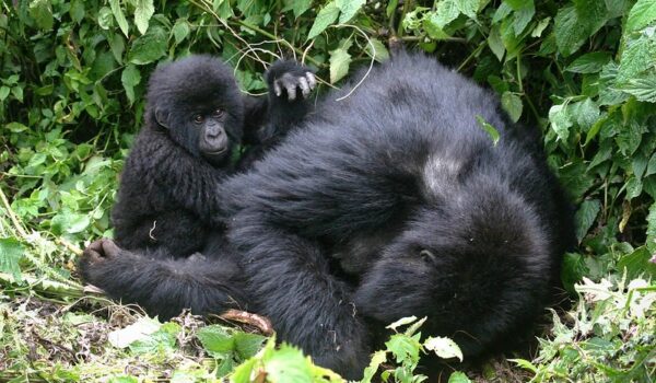 Gorilla Tracking Permits For Buhoma Sector – Buhoma Habituated Gorilla Families.