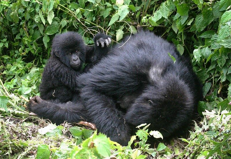 Gorilla Tracking Permits For Buhoma Sector – Buhoma Habituated Gorilla Families.