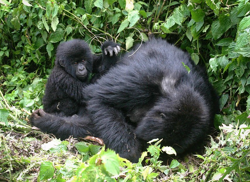 Gorilla tracking permits for Buhoma sector – Buhoma habituated gorilla families.