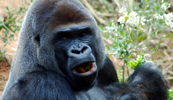 When To Book Gorilla Habituation Holiday In Uganda – Four Hours Gorilla Trekking In Bwindi Forest.