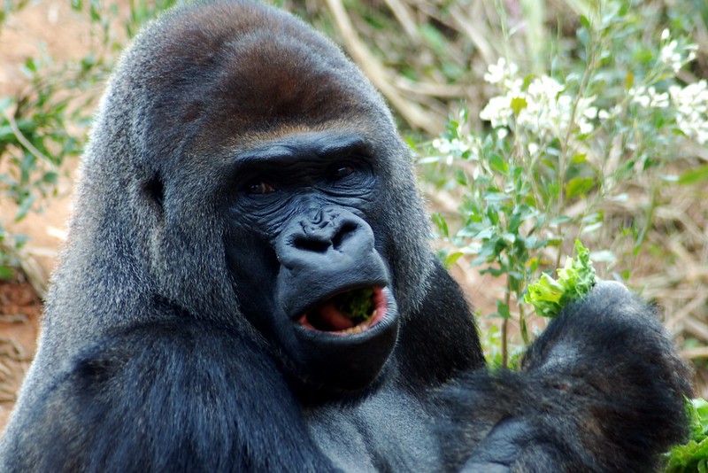 When To Book Gorilla Habituation Holiday In Uganda – Four Hours Gorilla Trekking In Bwindi Forest.