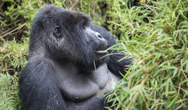 Gorilla Trekking From Kampala Uganda.