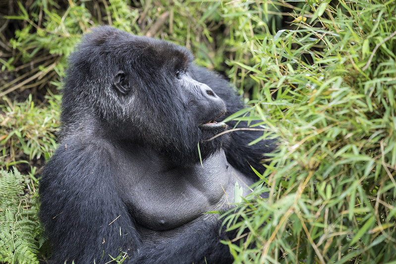 Gorilla Trekking From Kampala Uganda.