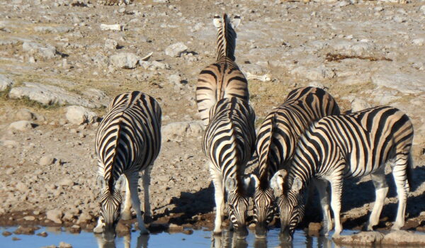 Etosha National Park Namibia -Wildlife Safaris In Namibia.