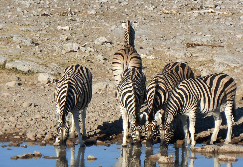 Etosha National Park Namibia -Wildlife Safaris In Namibia.