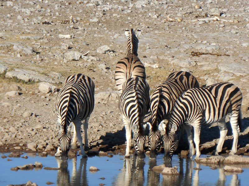 Etosha National Park Namibia -Wildlife Safaris in Namibia.