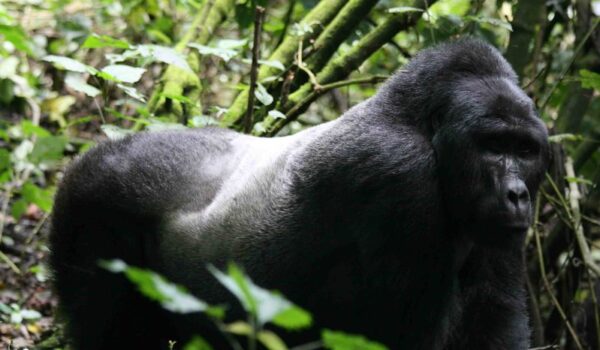 Nkuringo Gorilla Permits And Safaris.