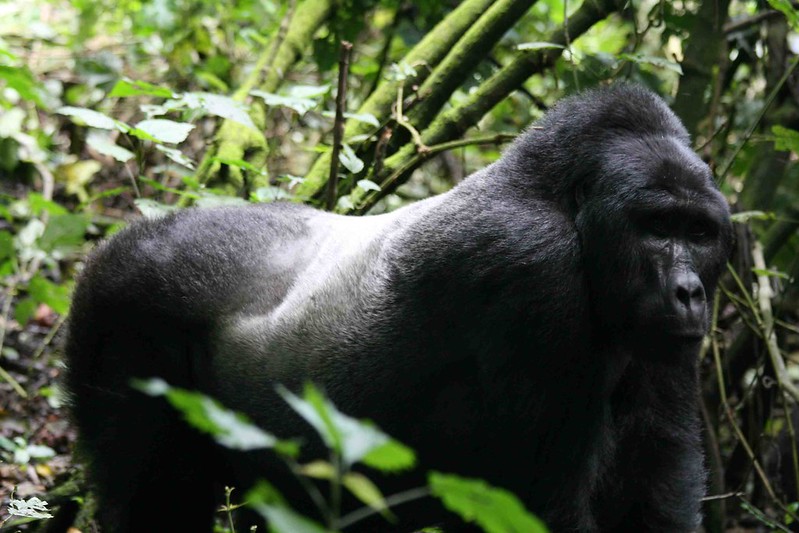 Nkuringo Gorilla Permits And Safaris.