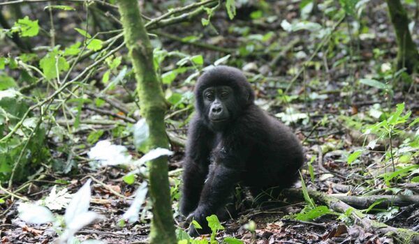 Easy Gorilla Trekking In Uganda.