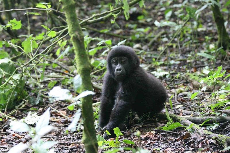 Easy Gorilla Trekking In Uganda.