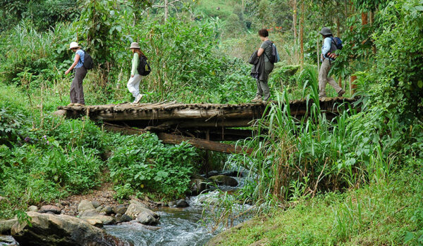 Walking Safaris From Buhoma To Nkuringo