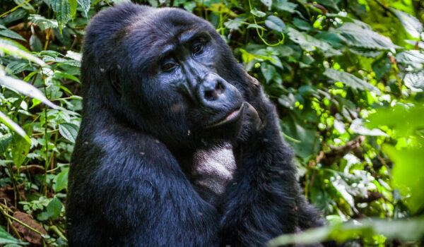 Gorilla Tracking In Uganda.