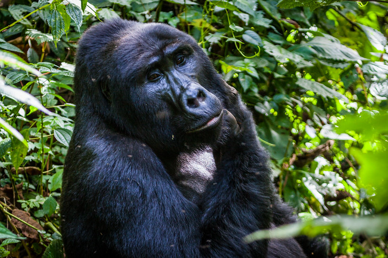 Gorilla Tracking In Uganda.