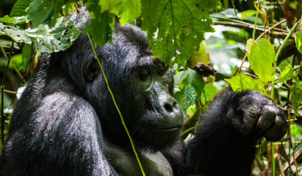 Uganda Gorilla Tracking Safari From Kigali Rwanda – Bwindi Impenetrable National Park.