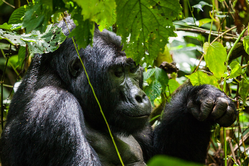 Uganda Gorilla Tracking Safari From Kigali Rwanda – Bwindi Impenetrable National Park.