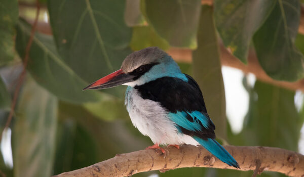 NATURE WALKS AND BIRDS OF ROYAL MILE – BUDONGO FOREST RESERVE.