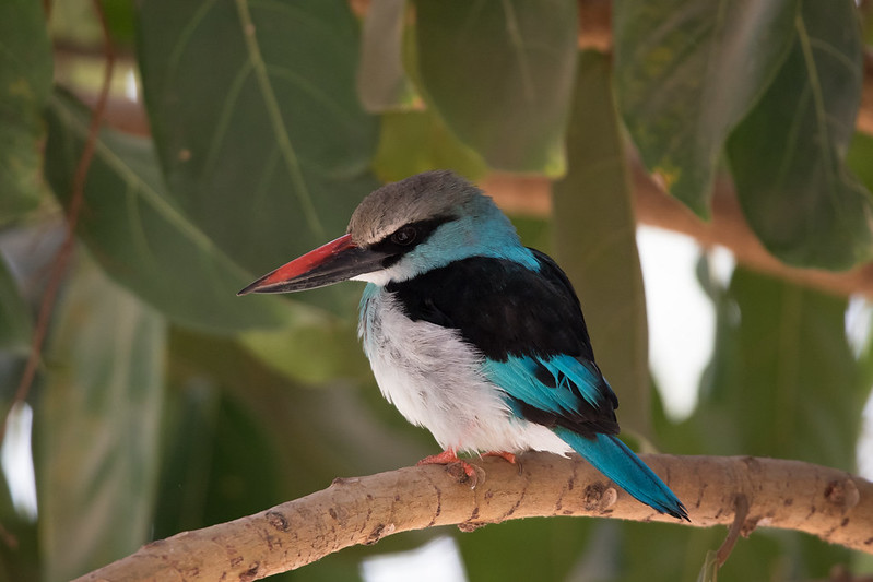 NATURE WALKS AND BIRDS OF ROYAL MILE – BUDONGO FOREST RESERVE.