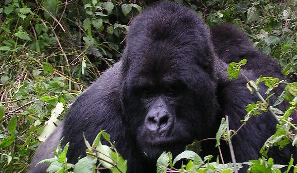 Sabinyo Gorilla Family Group.