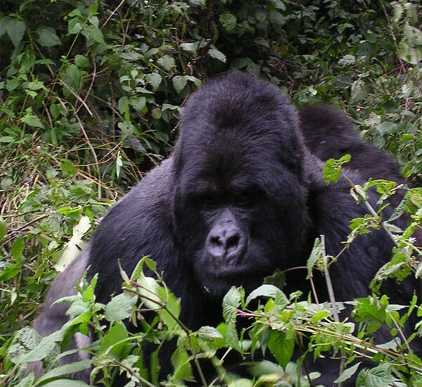 Sabinyo Gorilla Family Group.