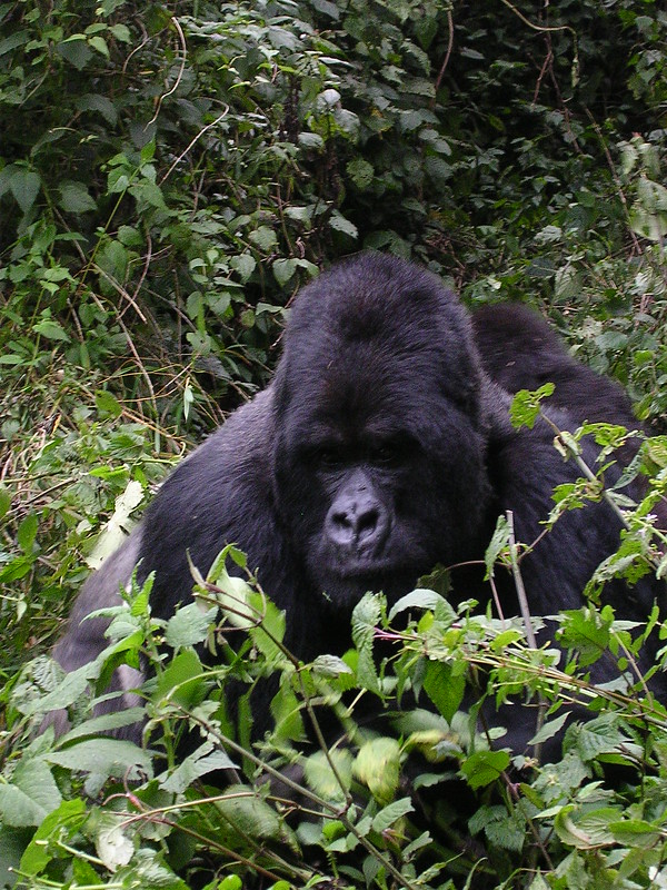 Sabinyo gorilla family group.