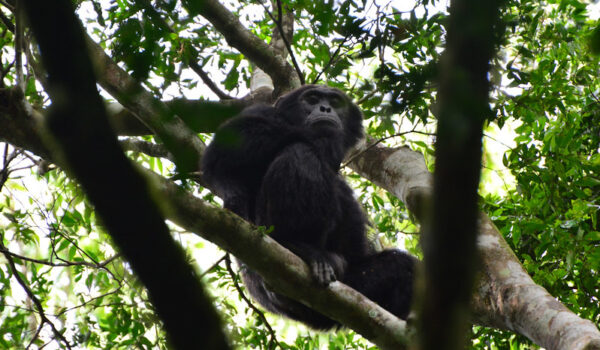 Chimpanzee Research In Royal Mile – Budongo Forest Murchison Falls National Park.