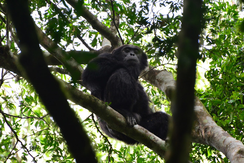 Chimpanzee Research In Royal Mile – Budongo Forest Murchison Falls National Park.