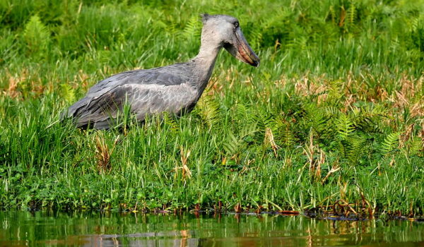 ShoeBill Stork In Uganda-Mabamba Swamp.