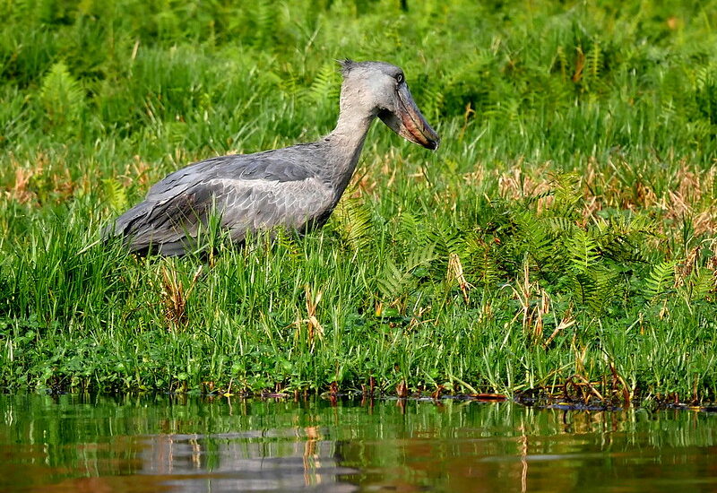 ShoeBill Stork In Uganda-Mabamba Swamp.