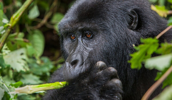 Best Gorilla Tracking Tours In Uganda And Rwanda – Bwindi Impenetrable National Park, Volcanoes National Park.