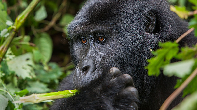 Best Gorilla Tracking Tours In Uganda And Rwanda – Bwindi Impenetrable National Park, Volcanoes National Park.