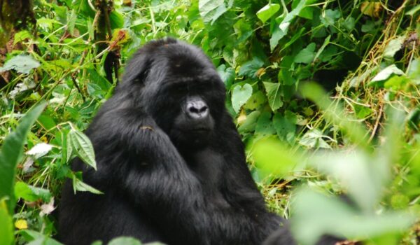 Gorilla Tracking Safaris From Mbarara City – Bwindi Impenetrable National Park.