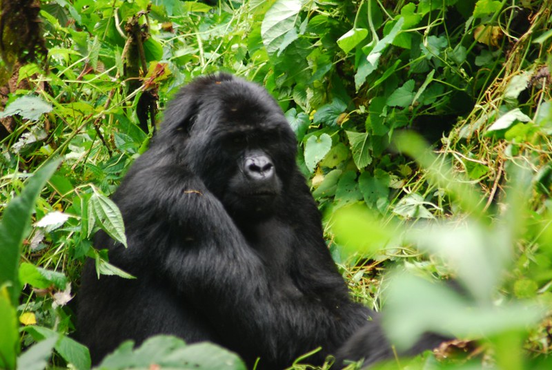 Gorilla Tracking Safaris From Mbarara City – Bwindi Impenetrable National Park.