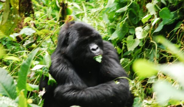 Gorilla Tracking Permits For Rushaga Sector – Habituated Gorilla Families In Rushaga Region.