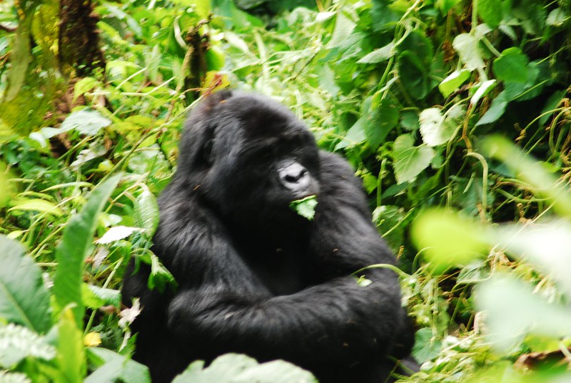 Gorilla Tracking Permits For Rushaga Sector – Habituated Gorilla Families In Rushaga Region.