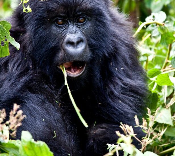 Great Gorilla Trekking Experience