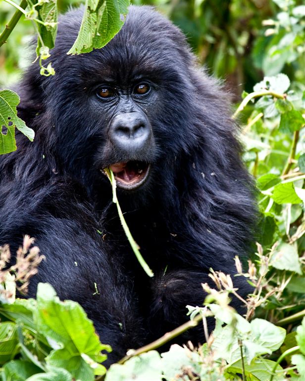 Great Gorilla trekking experience