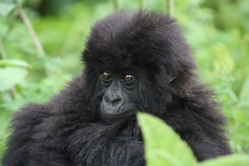 Rushaga Sector Of Bwindi.