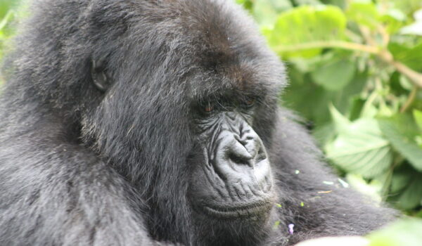 Budget Gorilla Tours From Kasese – Bwindi Impenetrable Forest.