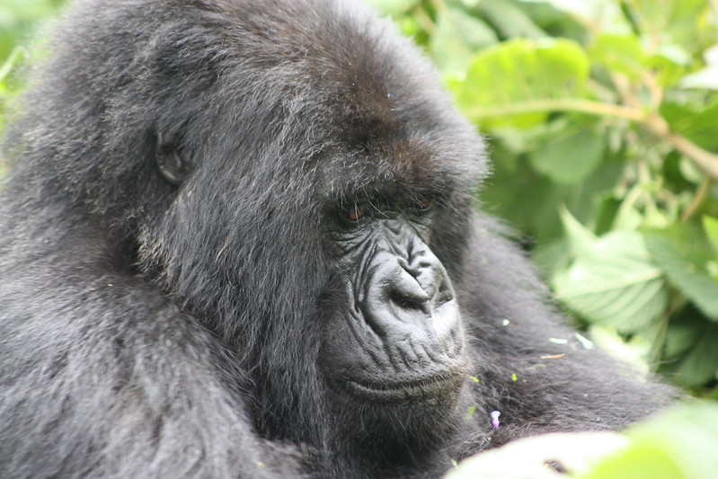 Budget Gorilla Tours From Kasese – Bwindi Impenetrable Forest.