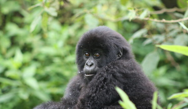 Gorilla Trekking For Seniors.