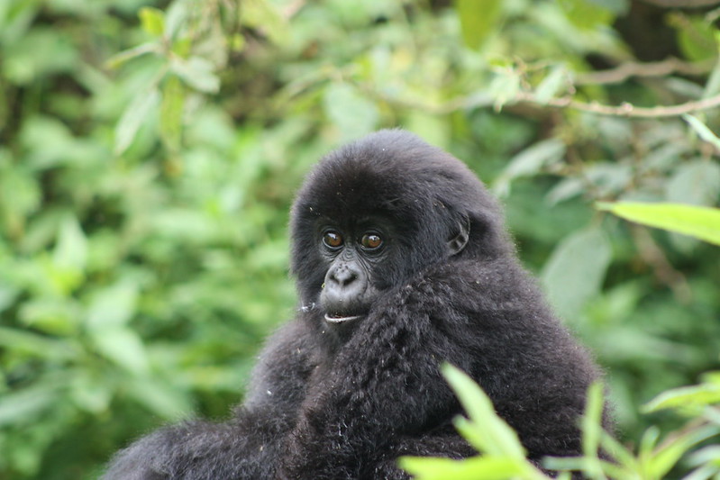 Gorilla Trekking For Seniors.