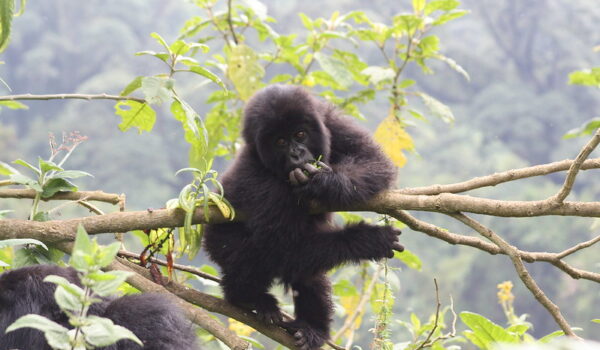 Uganda Bwindi Gorilla Trekking.