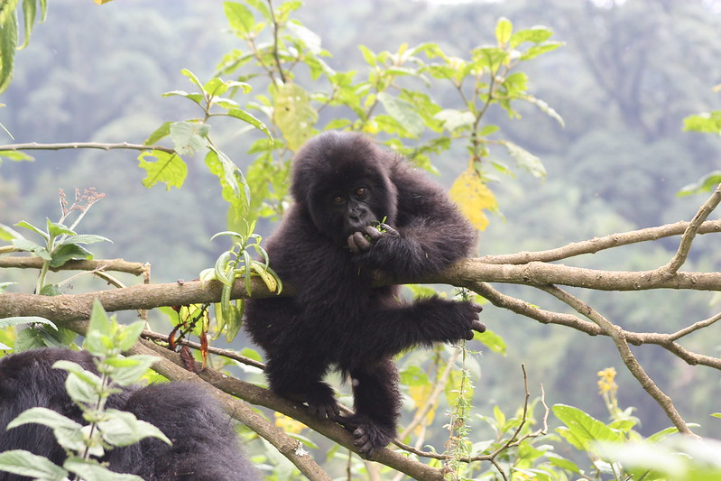 Uganda Bwindi Gorilla Trekking.