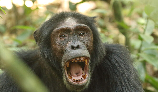 Kibale Forest National Park.