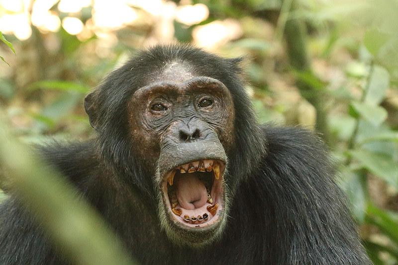 Kibale Forest National Park.