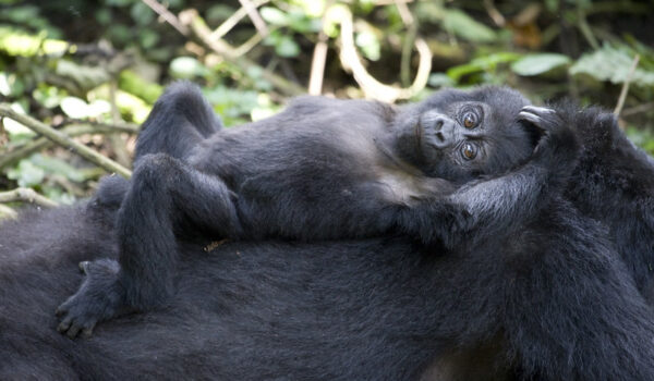 Uganda Honey Moon Gorilla Tours – Honey Moon On The River Nile And Gorillas In Bwindi