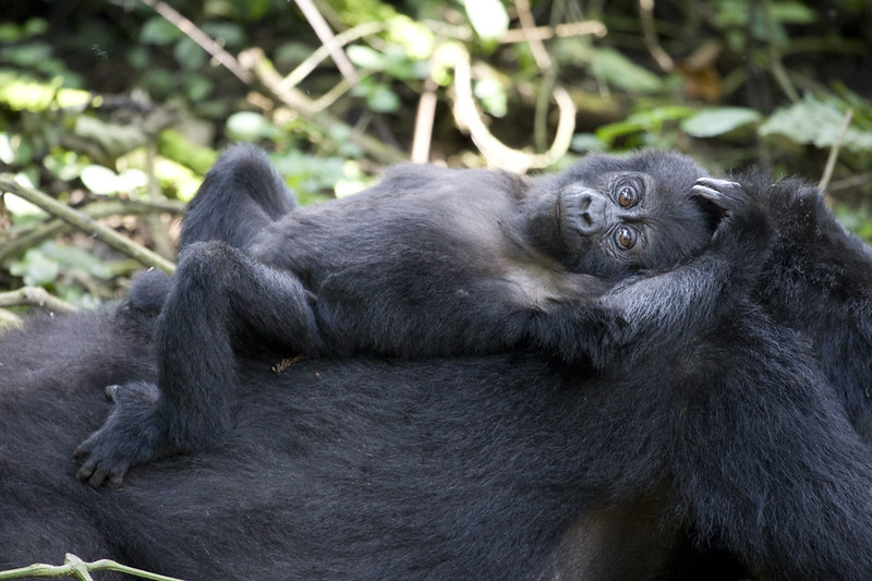 Uganda Honey Moon Gorilla Tours – Honey Moon On The River Nile And Gorillas In Bwindi