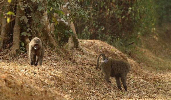 How To Get To Royal Mile Budongo Forest – Murchison Falls National Park.