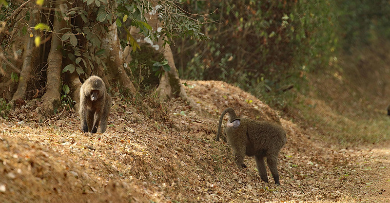 How To Get To Royal Mile Budongo Forest – Murchison Falls National Park.